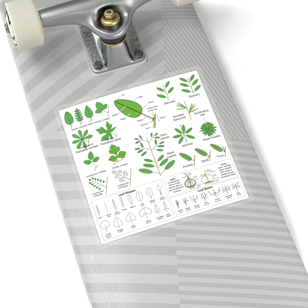 Wildflowers 101: Leaves Sticker