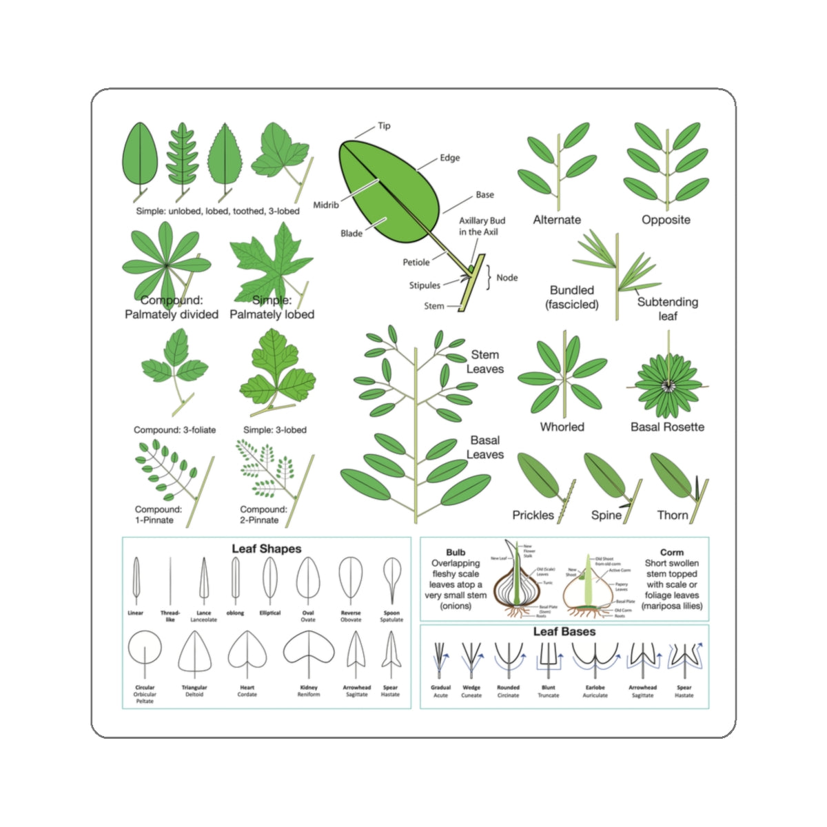 Wildflowers 101: Leaves Sticker