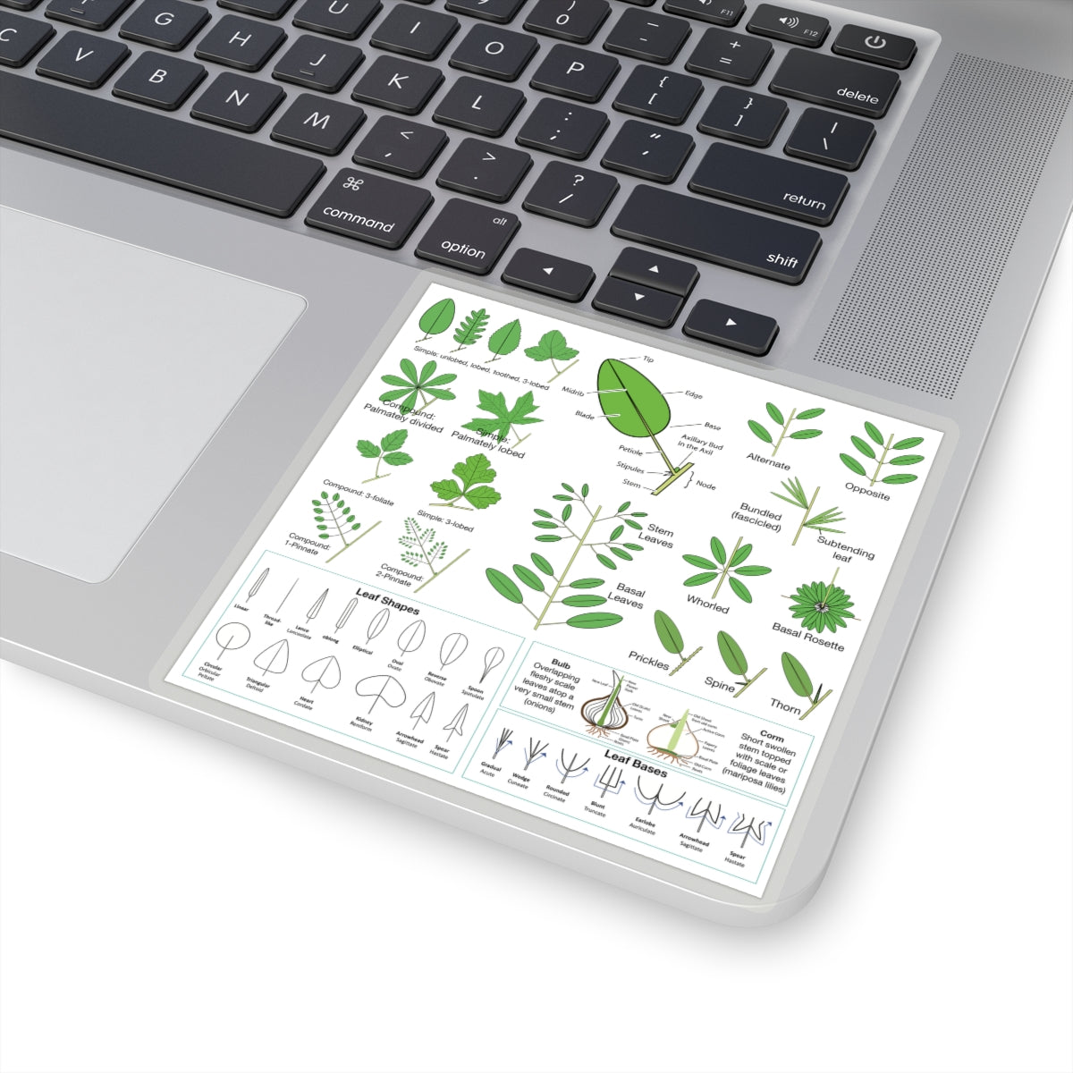 Wildflowers 101: Leaves Sticker