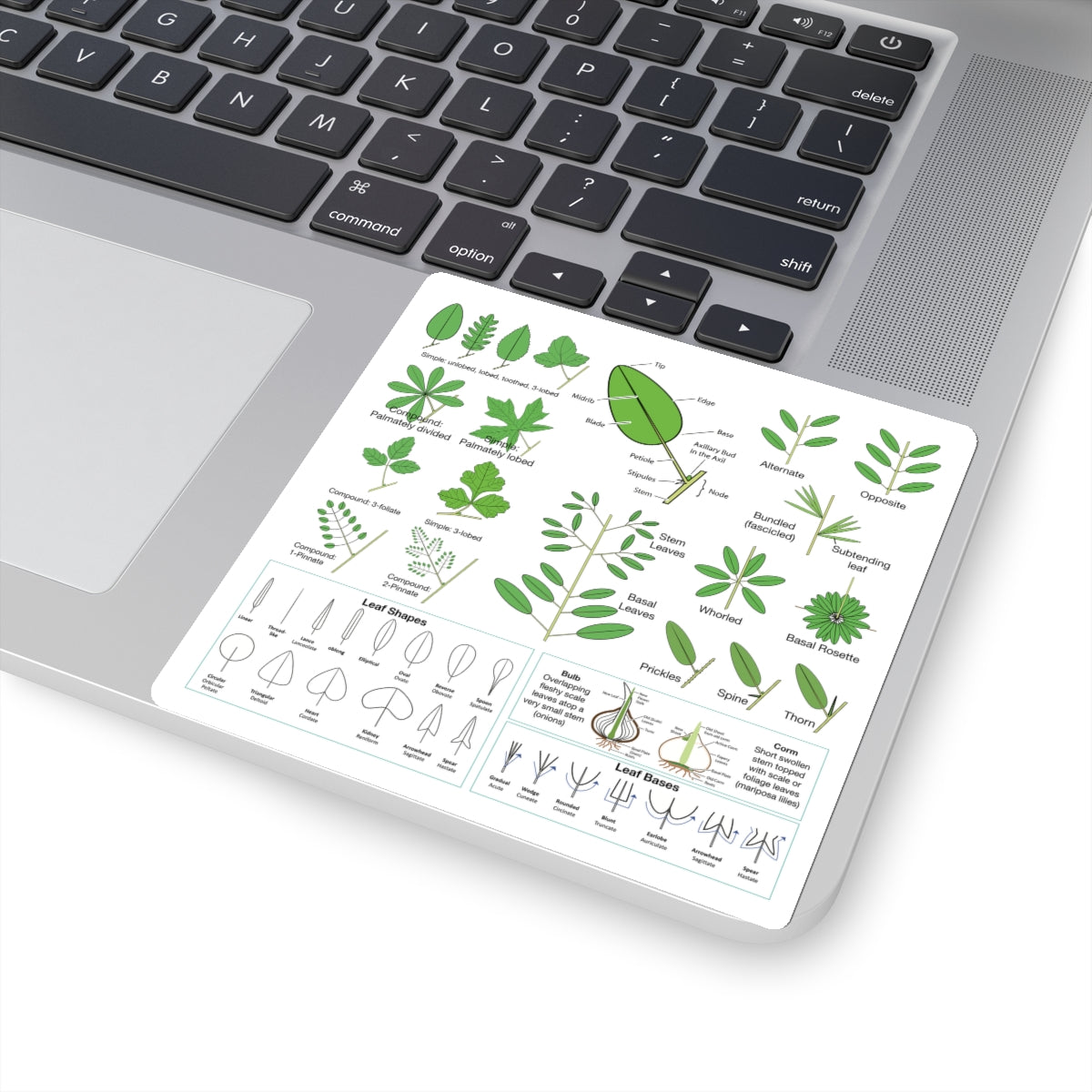 Wildflowers 101: Leaves Sticker