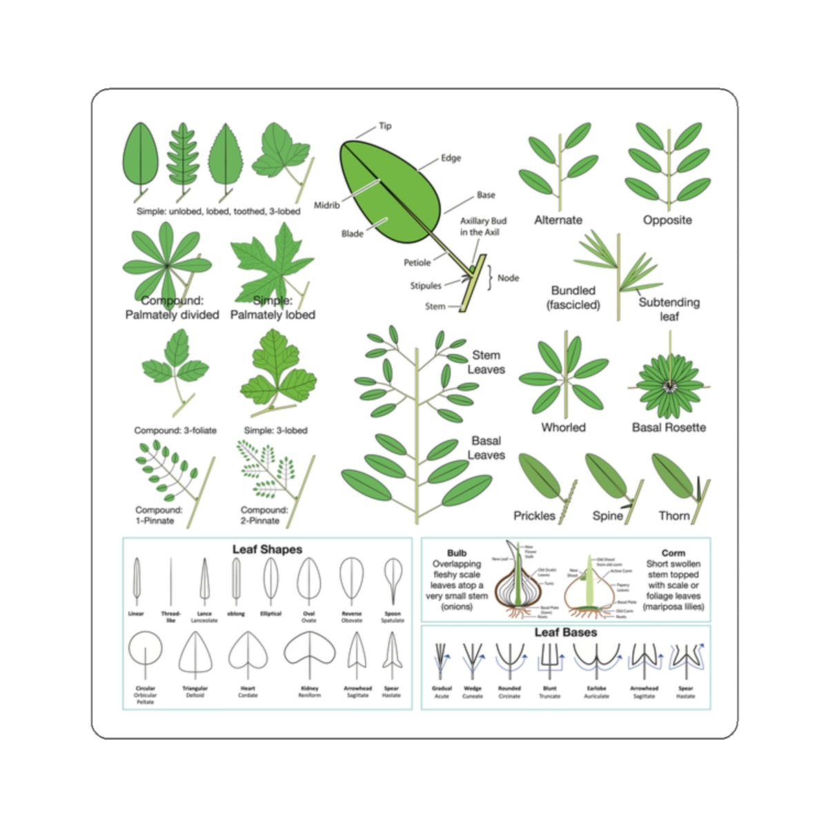 Wildflowers 101: Leaves Sticker