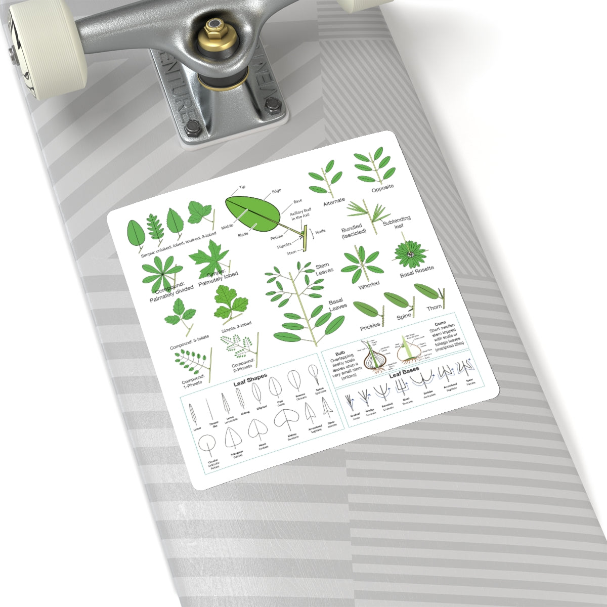 Wildflowers 101: Leaves Sticker