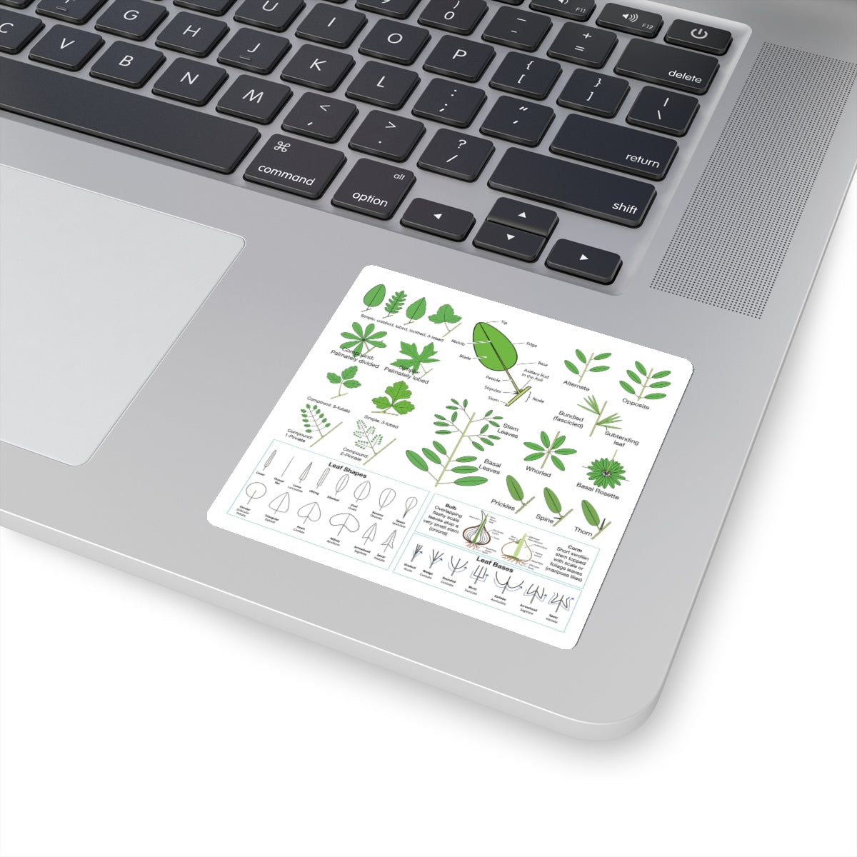 Wildflowers 101: Leaves Sticker