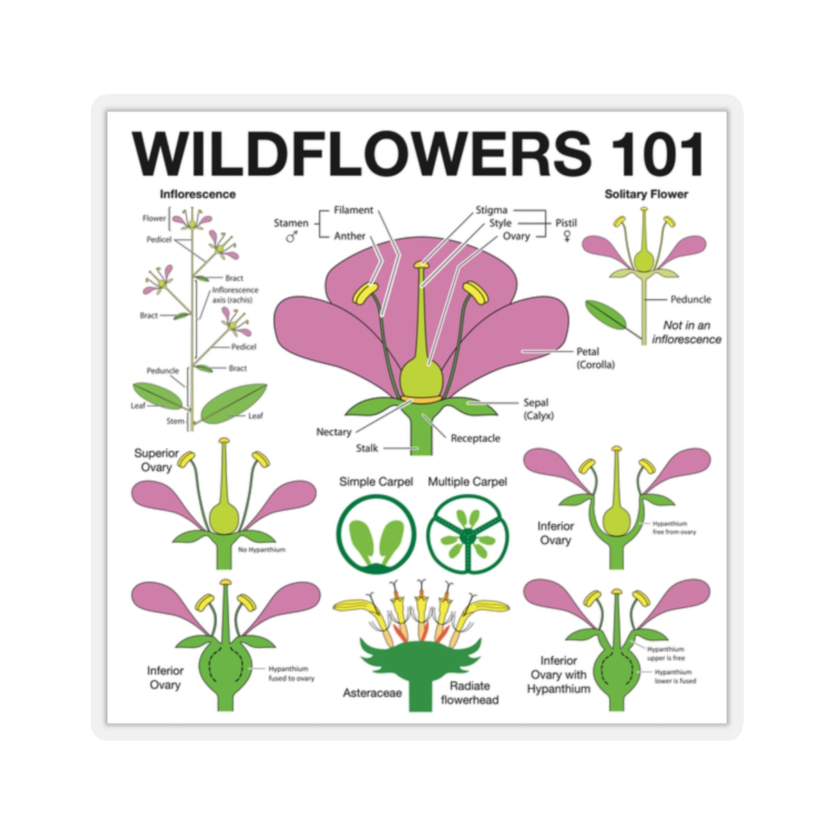 Wildflowers 101: Flowers Sticker