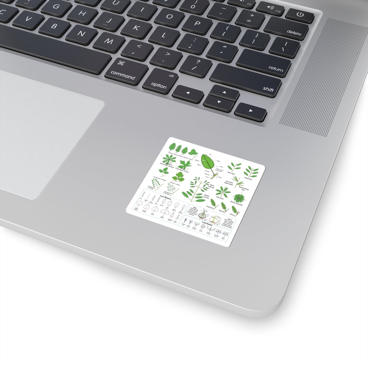 Wildflowers 101: Leaves Sticker